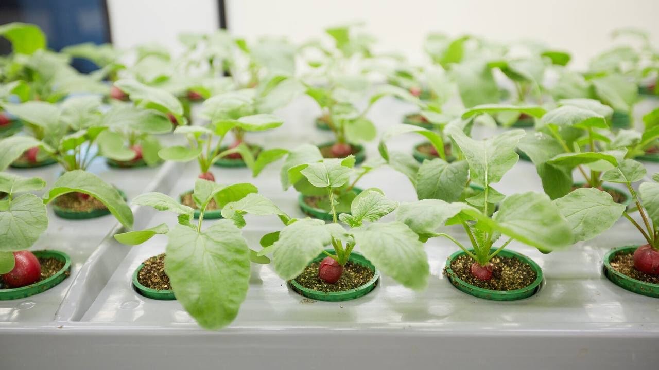 Germination & Seedling